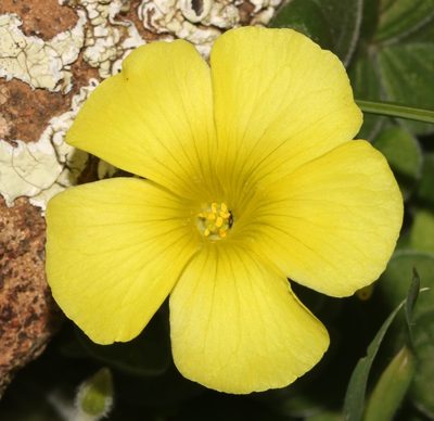 Oxalis lasiorhiza, photographed by Brian du Preez