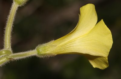 Oxalis lasiorhiza, photographed by Brian du Preez