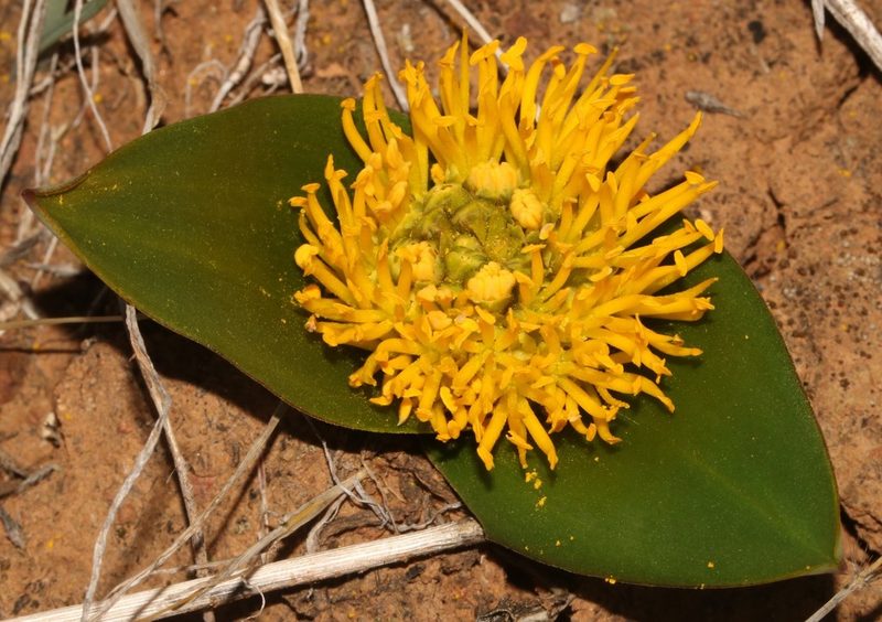 Daubenya stylosa, photographed by Brian du Preez