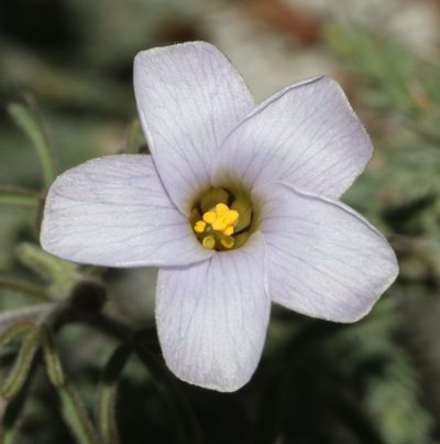 Oxalis suteroides, photographed by Brian du Preez