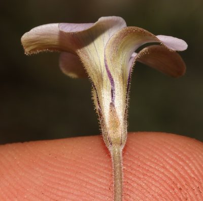 Oxalis suteroides, photographed by Brian du Preez
