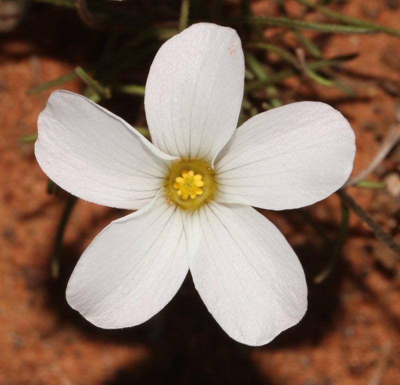 Oxalis stenopetala, photographed by Brian du Preez