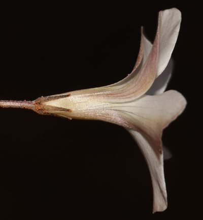 Oxalis stenopetala, photographed by Brian du Preez