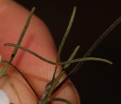 Oxalis stenopetala, photographed by Brian du Preez