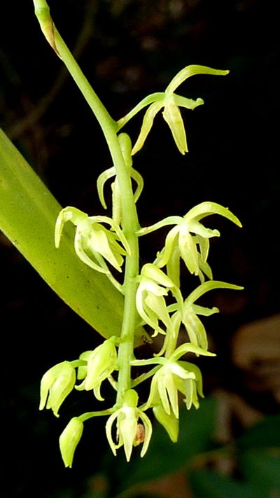 Notylia pubescens, photographed by russiannaturalistbrazil