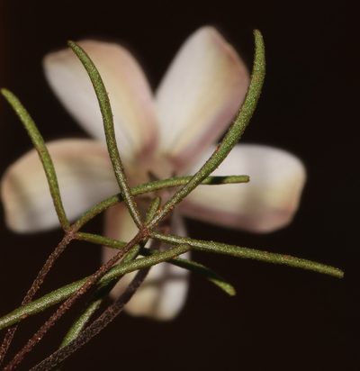 Oxalis stenopetala, photographed by Brian du Preez