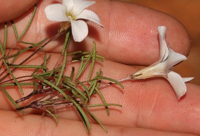 Oxalis stenopetala, photographed by Brian du Preez