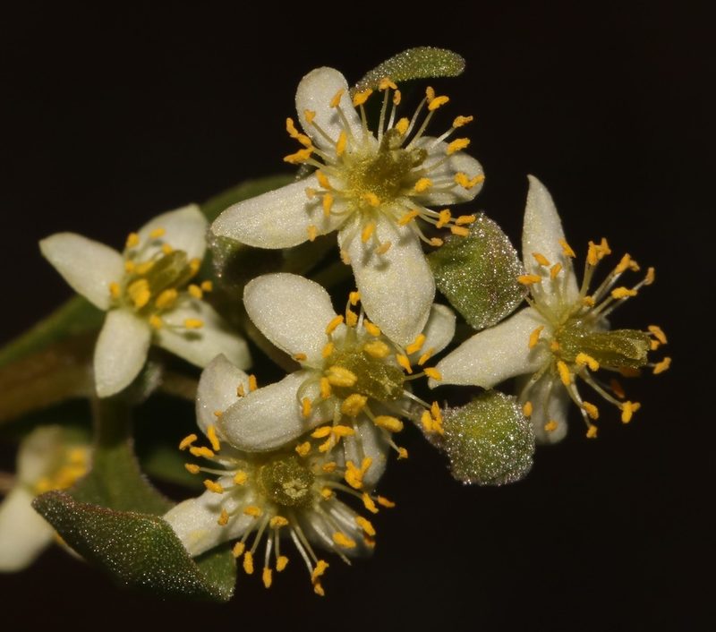 Tetragonia portulacoides, photographed by Brian du Preez