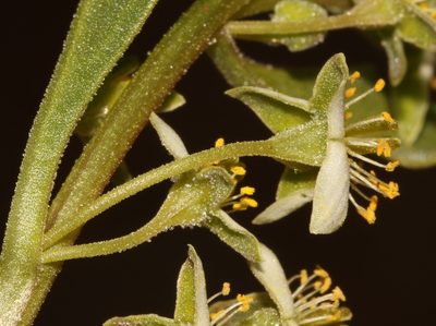 Tetragonia portulacoides, photographed by Brian du Preez