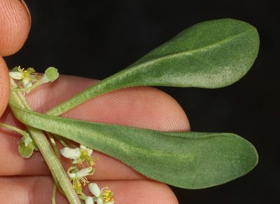 Tetragonia portulacoides, photographed by Brian du Preez