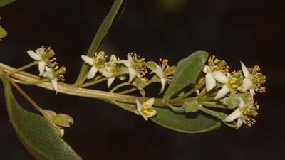 Tetragonia portulacoides, photographed by Brian du Preez