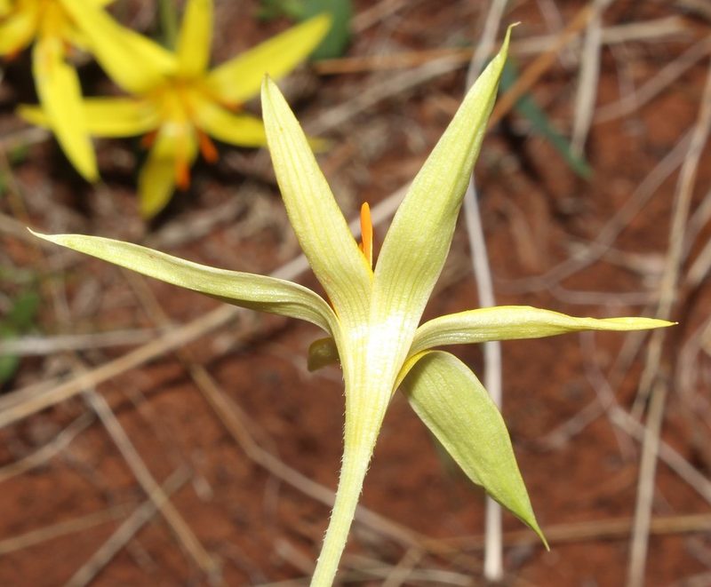 Empodium flexile, photographed by Brian du Preez