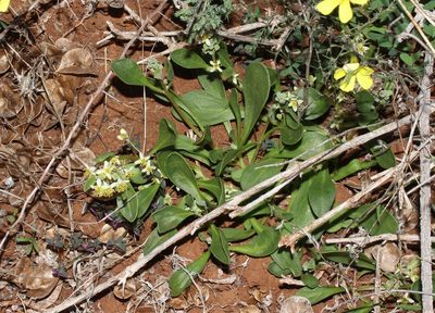 Tetragonia portulacoides, photographed by Brian du Preez