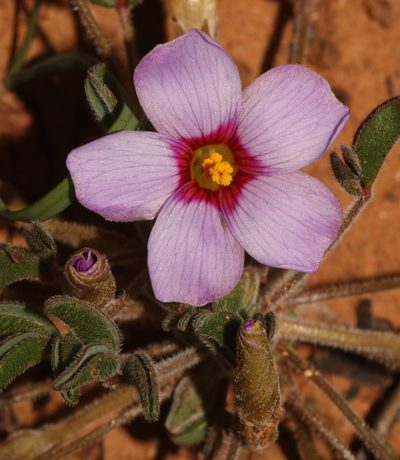 Oxalis callosa, photographed by Brian du Preez