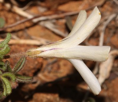 Oxalis suteroides, photographed by Brian du Preez