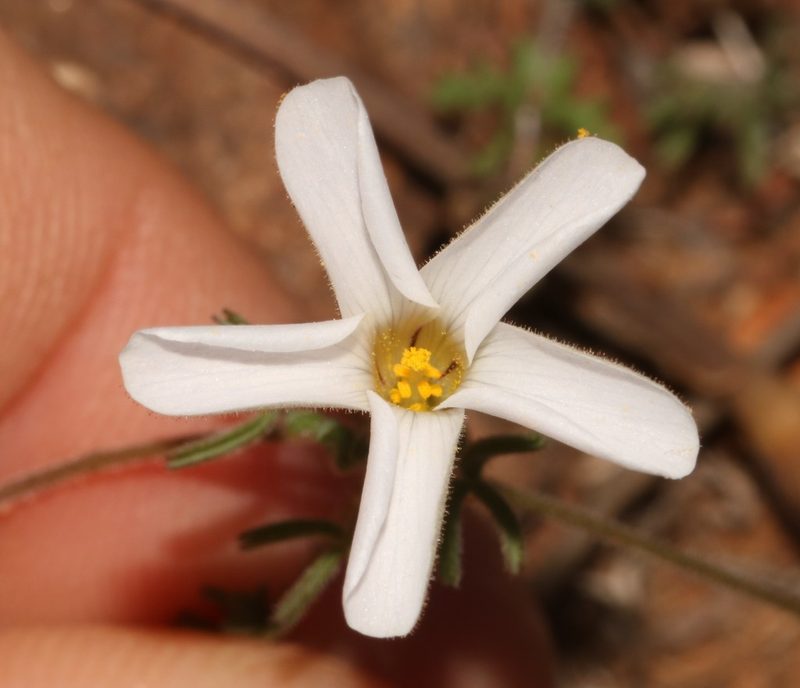 Oxalis suteroides, photographed by Brian du Preez