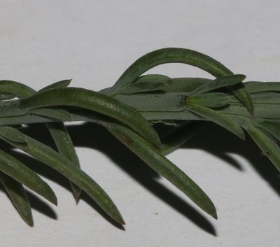 Thesium urceolatum, photographed by Brian du Preez