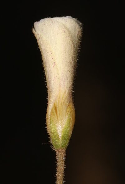 Oxalis campylorhiza, photographed by Brian du Preez