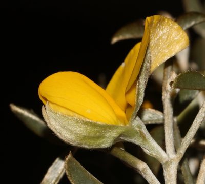 Argyrolobium petiolare, photographed by Brian du Preez