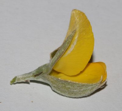 Argyrolobium petiolare, photographed by Brian du Preez
