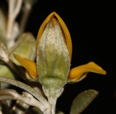 Argyrolobium petiolare, photographed by Brian du Preez