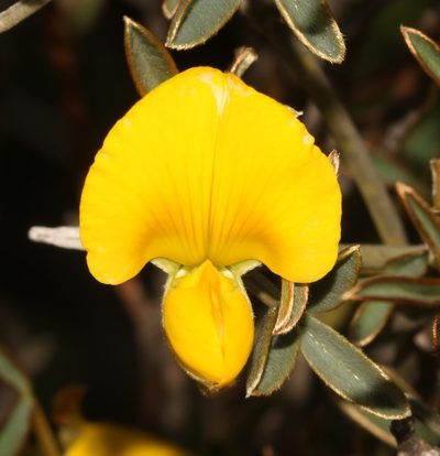Argyrolobium petiolare, photographed by Brian du Preez