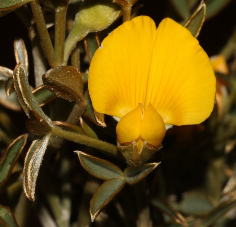Argyrolobium petiolare, photographed by Brian du Preez