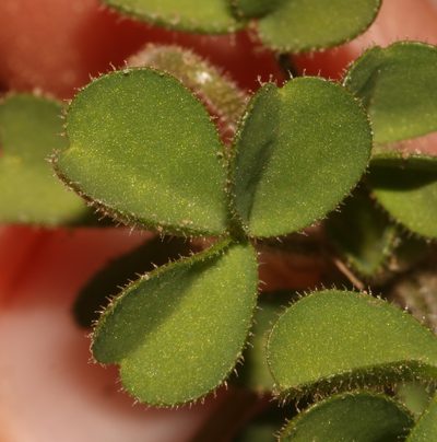 Oxalis campylorhiza, photographed by Brian du Preez