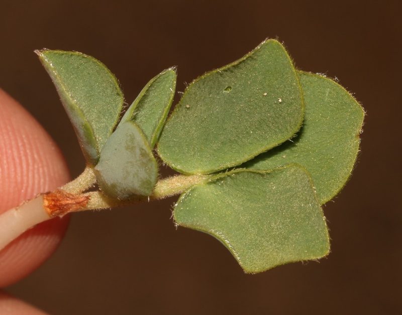 Oxalis adenodes, photographed by Brian du Preez