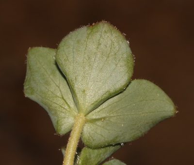 Oxalis adenodes, photographed by Brian du Preez