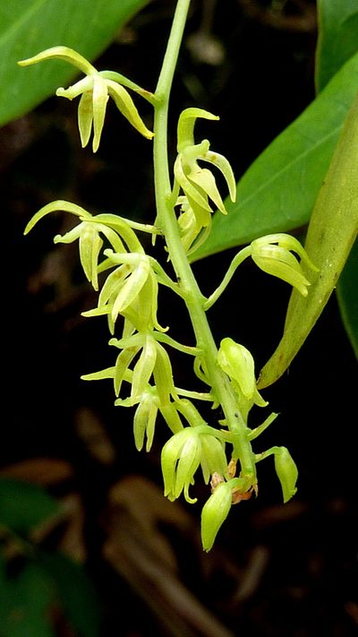 Notylia pubescens, photographed by russiannaturalistbrazil