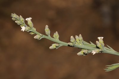Thesium urceolatum, photographed by Brian du Preez
