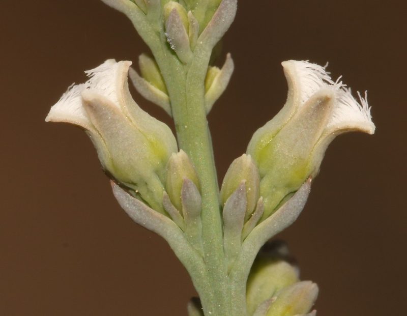 Thesium urceolatum, photographed by Brian du Preez