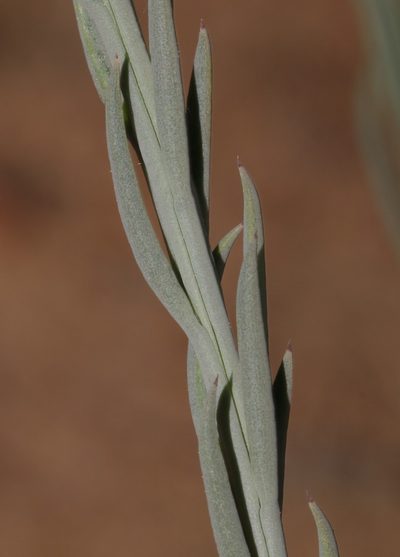 Thesium urceolatum, photographed by Brian du Preez
