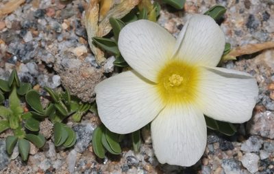 Oxalis louisae, photographed by Brian du Preez