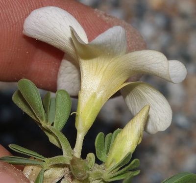 Oxalis louisae, photographed by Brian du Preez