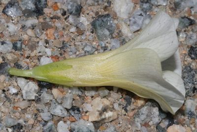 Oxalis louisae, photographed by Brian du Preez
