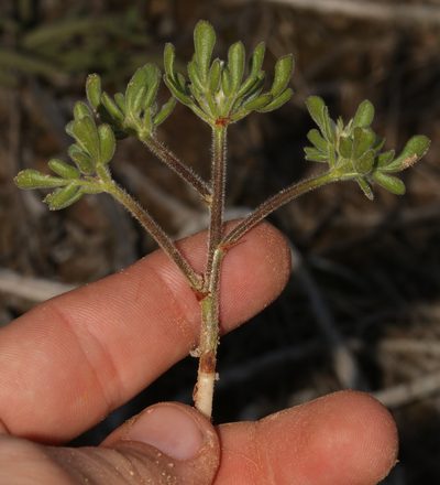 Oxalis virginea, photographed by Brian du Preez