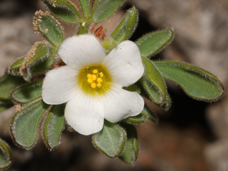 Oxalis virginea, photographed by Brian du Preez