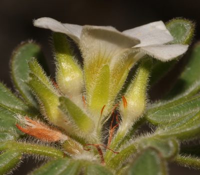 Oxalis virginea, photographed by Brian du Preez