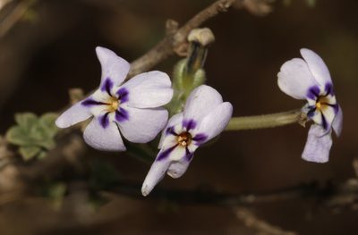 Jamesbrittenia fruticosa, photographed by Brian du Preez
