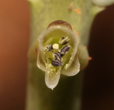 Lachenalia undulata, photographed by Brian du Preez