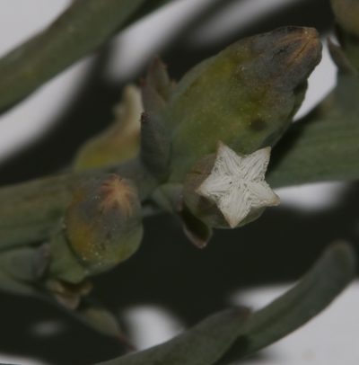 Thesium urceolatum, photographed by Brian du Preez
