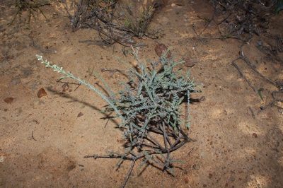 Thesium urceolatum, photographed by Brian du Preez