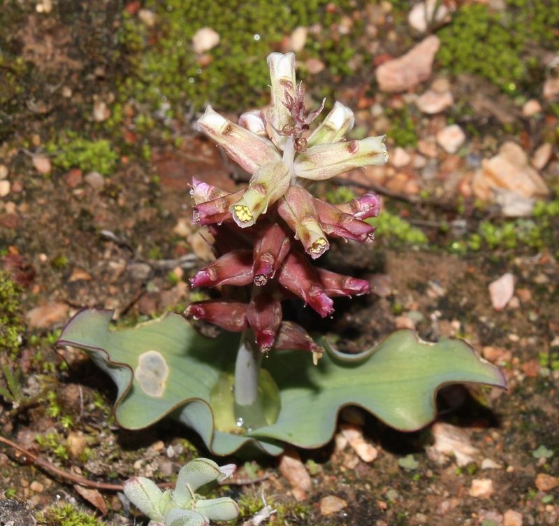 Lachenalia undulata, photographed by Brian du Preez