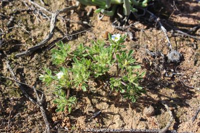 Oxalis virginea, photographed by Brian du Preez