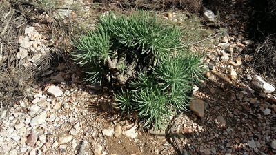 Tylecodon cacalioides, photographed by Karen Eichholz