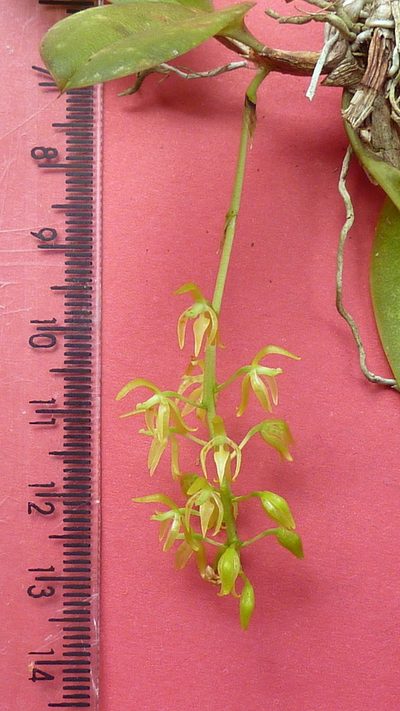 Notylia pubescens, photographed by russiannaturalistbrazil