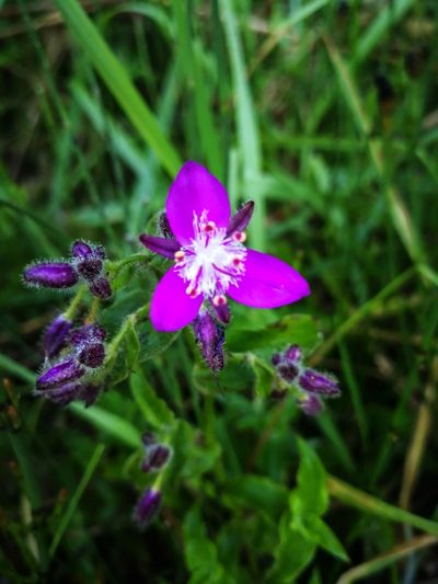 Elasis hirsuta, photographed by sandy-espinozaf