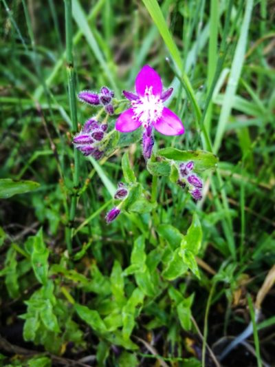 Elasis hirsuta, photographed by sandy-espinozaf
